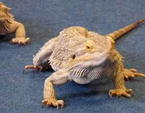 Lizard copy