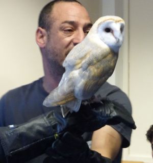 Owl copy