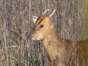 Muntjac deer copy