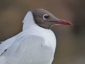 Black headed gull copy