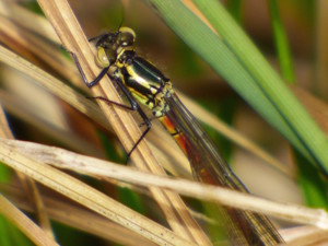 Large red damselfly 1 copy