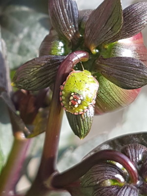 Shield bug copy