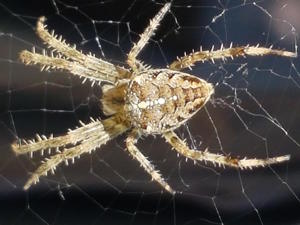 Crossorb spider copy