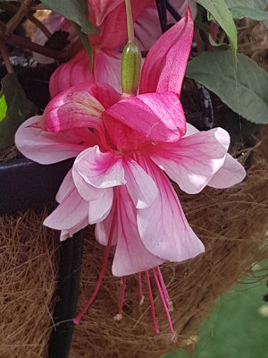 Fuchsia copy