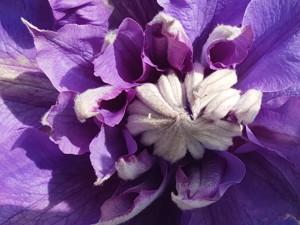 Clematis copy