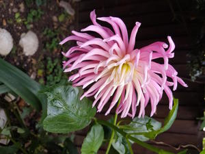 Dahlia 2 copy